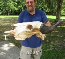 American Bison/Buffalo Skull with a 24-1/2 inch wide horn spread # 45917