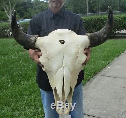 American Bison/Buffalo Skull with a 25-1/2 inch wide horn spread # 41154