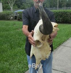 American Bison/Buffalo Skull with a 25-1/2 inch wide horn spread # 41154