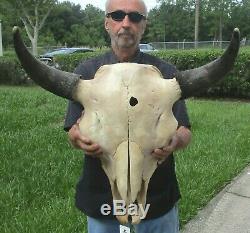 American Bison/Buffalo Skull with a 25 inch wide horn spread # 41153