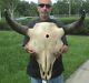 American Bison/Buffalo Skull with a 25 inch wide horn spread # 41153