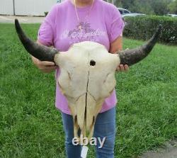 American Bison/Buffalo Skull with a 25 inch wide horn spread # 41580