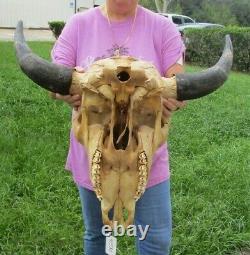 American Bison/Buffalo Skull with a 25 inch wide horn spread # 41580