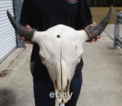 American Bison/Buffalo Skull with a 25 inch wide horn spread # 49987