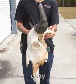 American Bison/Buffalo Skull with a 25 inch wide horn spread # 49987