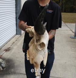 American Bison/Buffalo Skull with a 25 inch wide horn spread # 49987