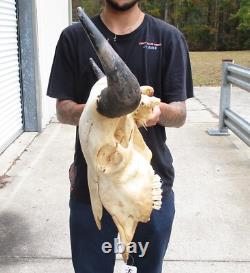 American Bison/Buffalo Skull with a 25 inch wide horn spread # 49988