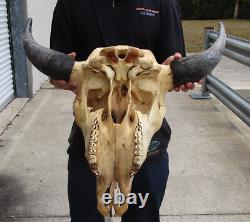 American Bison/Buffalo Skull with a 25 inch wide horn spread # 49988