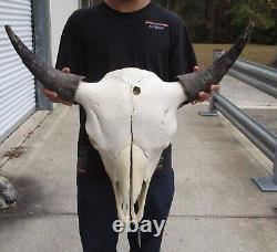 American Bison/Buffalo Skull with a 27 inch wide horn spread # 49990