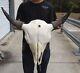 American Bison/Buffalo Skull with a 27 inch wide horn spread # 49990