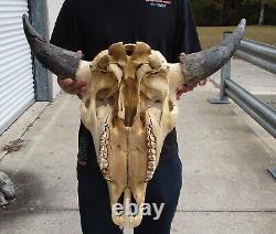 American Bison/Buffalo Skull with a 27 inch wide horn spread # 49990