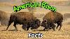 American Bison Interesting Facts National Animal Of USA