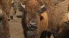 American Bison Make A Comeback In The Midwest
