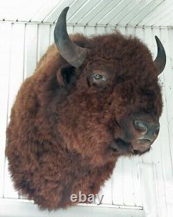 American Bison Mounted Head Monstrous Size Actual Mounted Western Buffalo