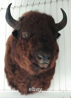 American Bison Mounted Head Monstrous Size Actual Mounted Western Buffalo