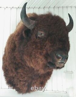 American Bison Mounted Head Monstrous Size Actual Mounted Western Buffalo