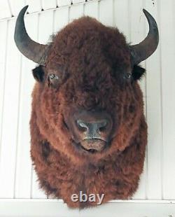 American Bison Mounted Head Monstrous Size Actual Mounted Western Buffalo