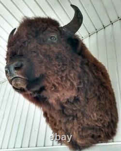 American Bison Mounted Head Monstrous Size Actual Mounted Western Buffalo