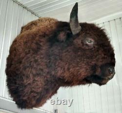 American Bison Mounted Head Monstrous Size Actual Mounted Western Buffalo