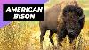 American Bison One Of The Tallest Animals In The World Shorts