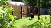 American Bison Return To Smithsonian S National Zoo