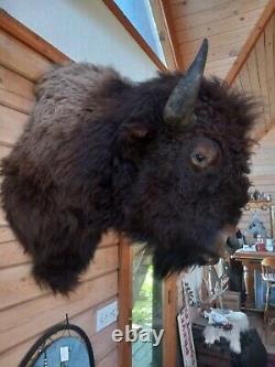 American Bison Shoulder Mount Taken With Archery Equipment Several Years Ago