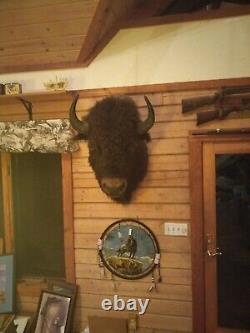 American Bison Shoulder Mount Taken With Archery Equipment Several Years Ago