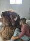 American Bison Trophy Shoulder Mount Excellent Specimen Buffalo XXL Huge LARGE