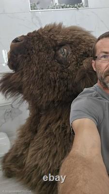 American Bison Trophy Shoulder Mount Excellent Specimen Buffalo XXL Huge LARGE
