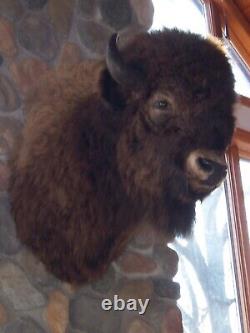 American Bison Trophy Shoulder Mount Museum Quality