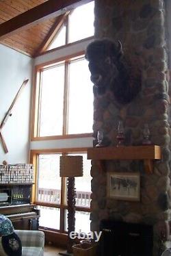 American Bison Trophy Shoulder Mount Museum Quality