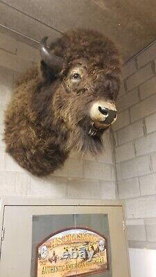 American Bison Trophy Shoulder Mount Museum Quality