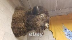 American Bison Trophy Shoulder Mount Museum Quality