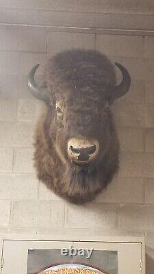 American Bison Trophy Shoulder Mount Museum Quality