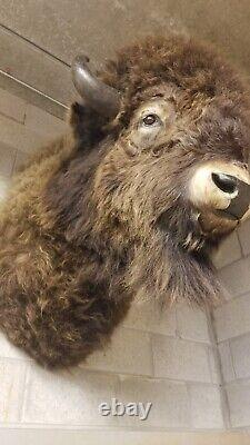 American Bison Trophy Shoulder Mount Museum Quality