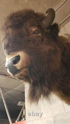 American Bison Trophy Shoulder Mount Museum Quality