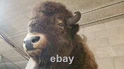 American Bison Trophy Shoulder Mount Museum Quality