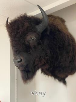 American Bison Trophy Shoulder Mount Museum Quality huge 46 x 31