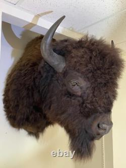 American Bison Trophy Shoulder Mount Museum Quality huge 46 x 31
