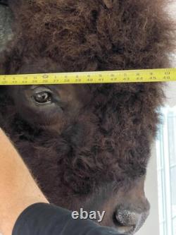 American Bison Trophy Shoulder Mount Museum Quality huge 46 x 31