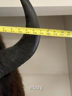 American Bison Trophy Shoulder Mount Museum Quality huge 46 x 31