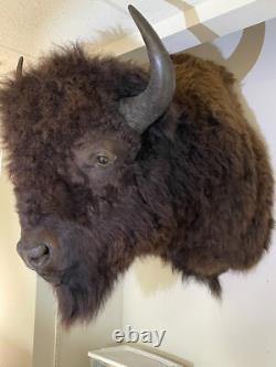 American Bison Trophy Shoulder Mount Museum Quality huge 46 x 31