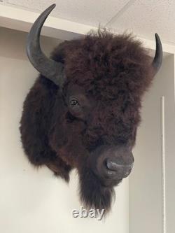 American Bison Trophy Shoulder Mount Museum Quality huge 46 x 31