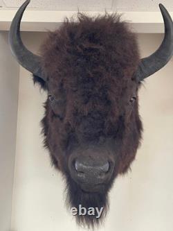 American Bison Trophy Shoulder Mount Museum Quality huge 46 x 31