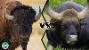 American Bison Vs Indian Gaur Which Is Stronger
