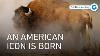 American Bison Yellowstone National Park S Iconic Survivor Full Documentary