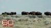 American Prairie Restoring Bison To Northern Montana With A Patchwork Nature Reserve 60 Minutes
