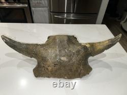 Ancient Bison Skull Cap Authentic Relic from Thousands of Years Ago