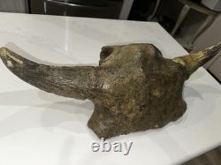 Ancient Bison Skull Cap Authentic Relic from Thousands of Years Ago