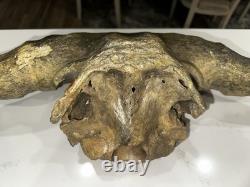Ancient Bison Skull Cap Authentic Relic from Thousands of Years Ago